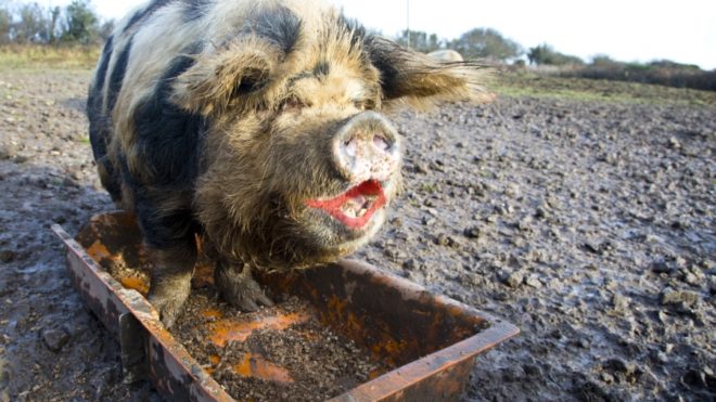 To Raise Productivity, Stop Putting Lipstick on Pigs
