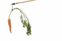 Carrots, Sticks, and Unintended Consequences
